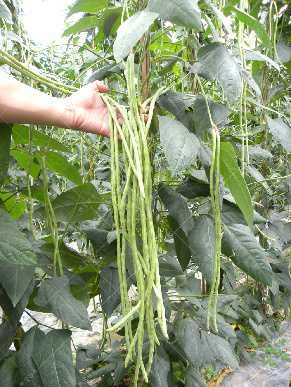 1558057231555508.jpg 53.jpg