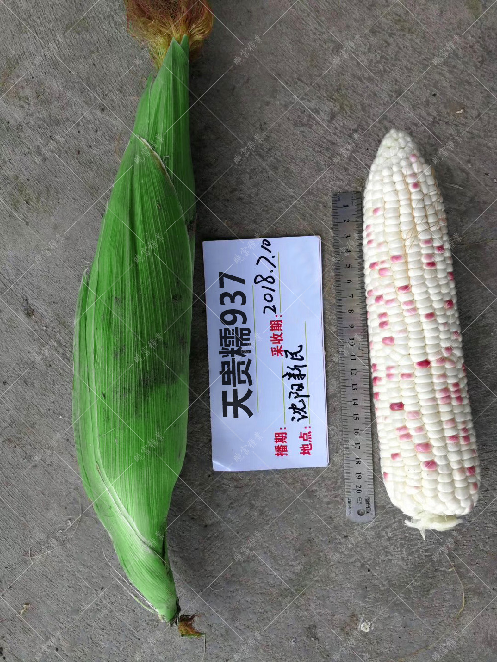 1558489931951646.jpg 51.jpg