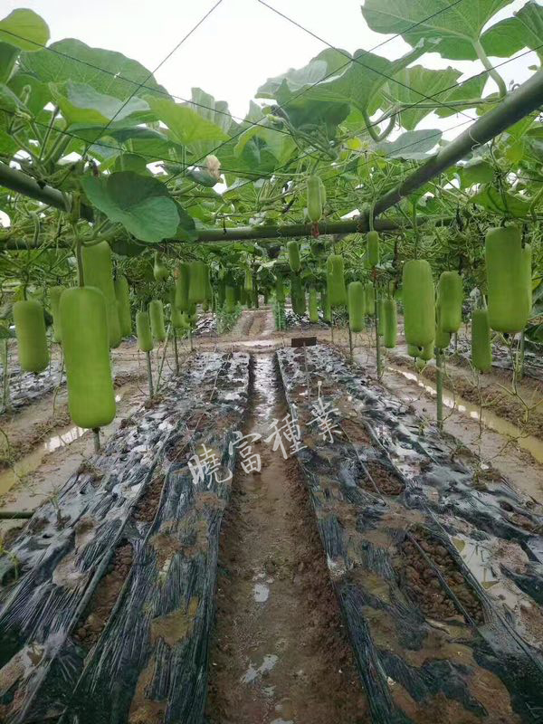 1585991920845084.jpg 08.jpg